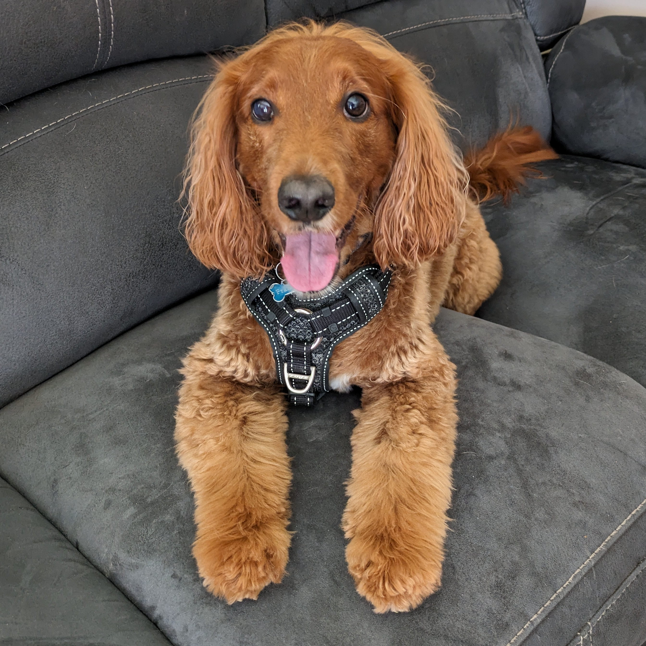 Spaniel laughing into the camera